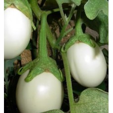 CASPER White BRINJAL